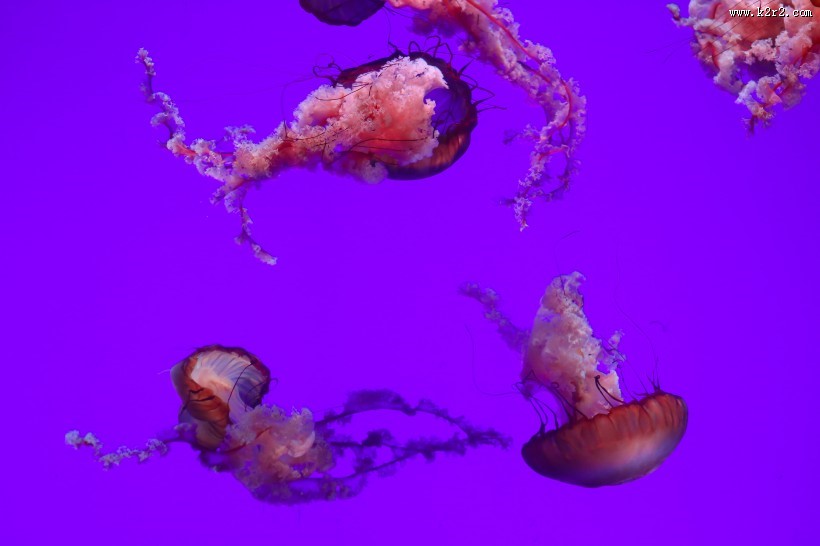 海洋中的水母图片