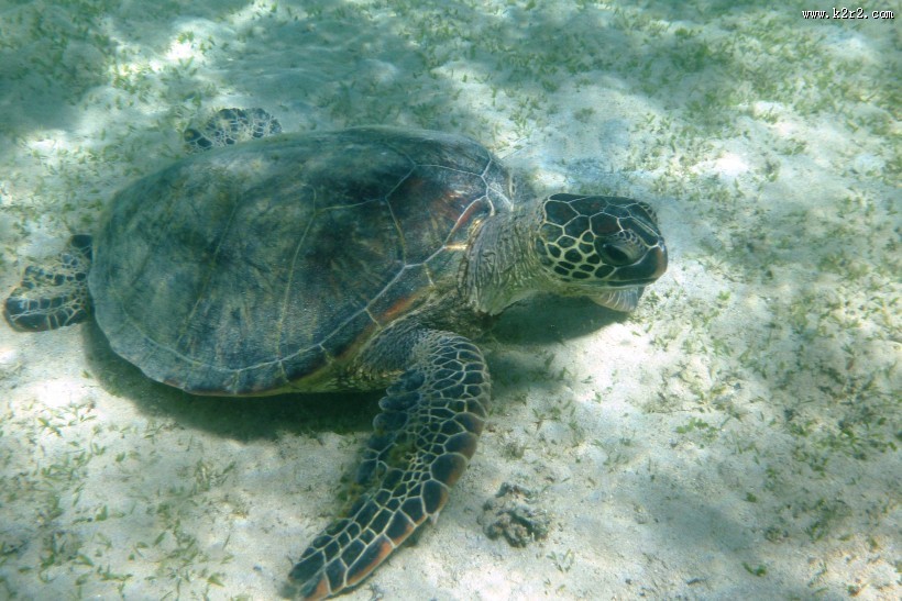 海洋里的海龟图片大全