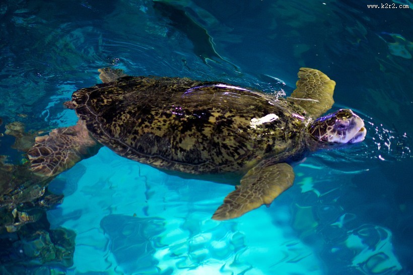 海洋里的海龟图片大全