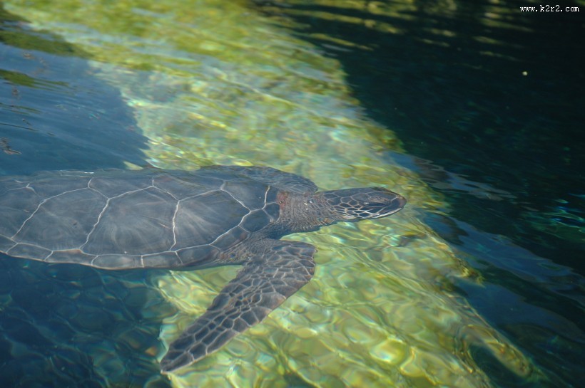 海洋里的海龟图片大全