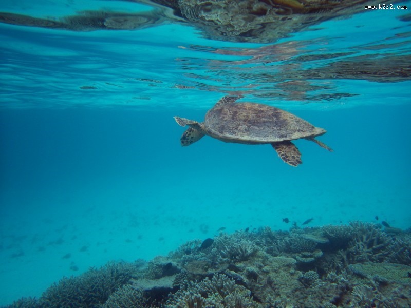 海洋里的海龟图片大全