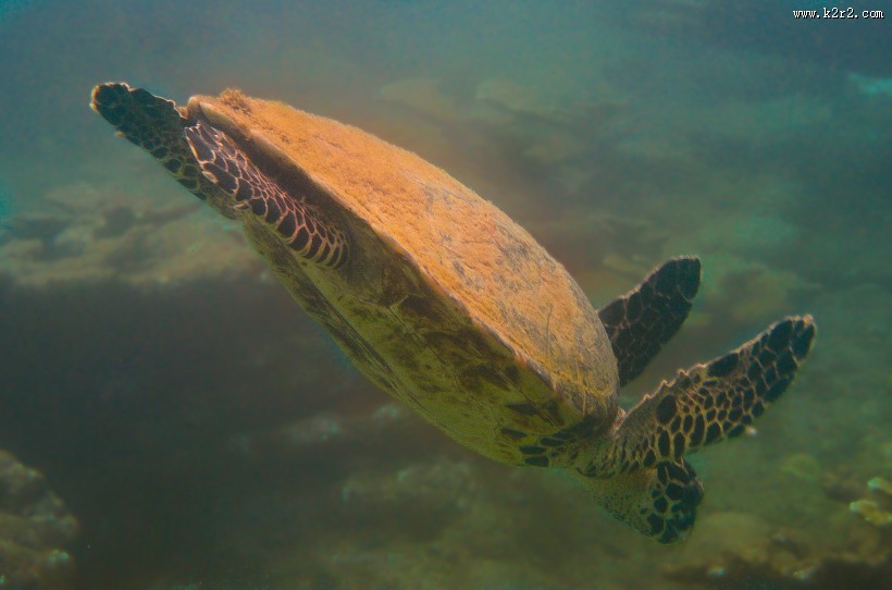 海洋里的海龟图片大全