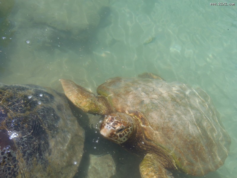 海洋里的海龟图片大全