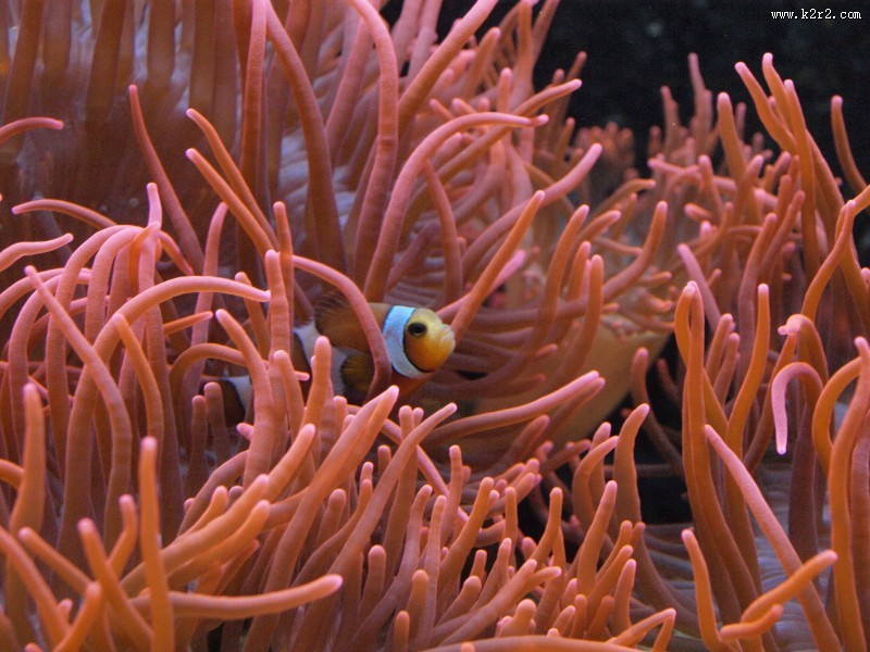 海洋中的小丑鱼图片