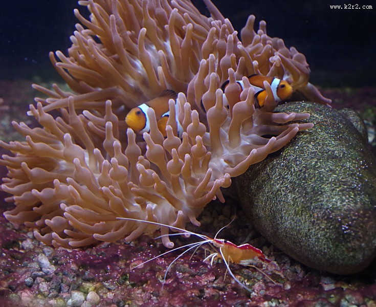 海洋中的小丑鱼图片