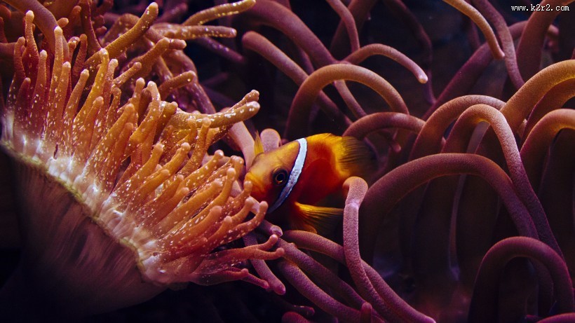 海洋中的小丑鱼图片