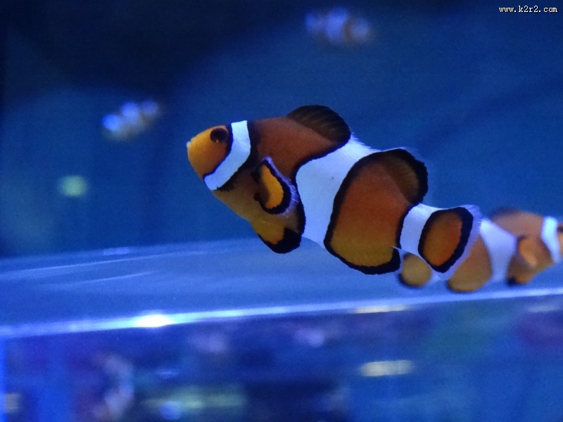 海洋中的小丑鱼图片