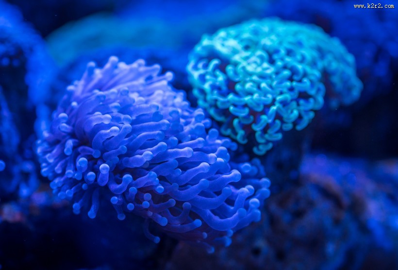 深海里的珊瑚图片