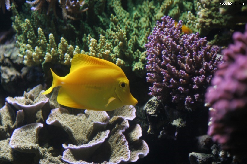 海底的珊瑚礁图片