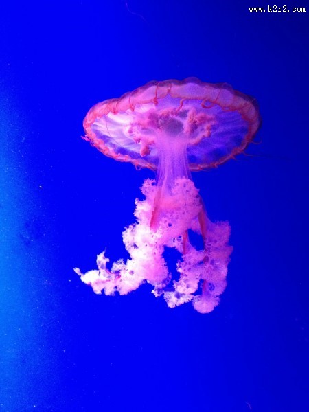 海洋中的水母图片大全