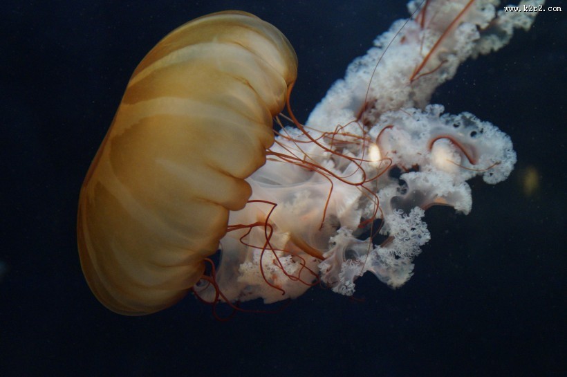 海洋中的水母图片大全