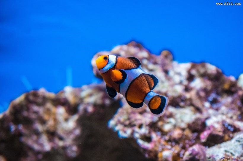 海中的小丑鱼图片