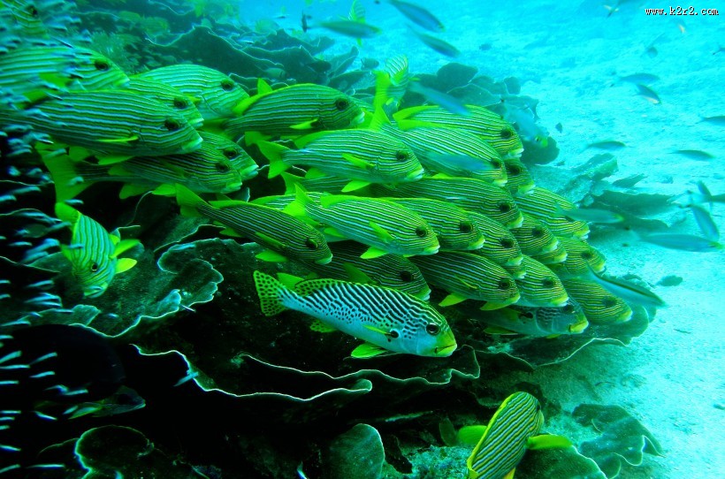 海底的鱼群图片
