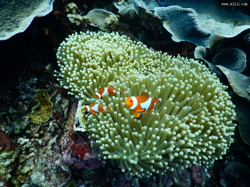 海里的珊瑚图片大全
