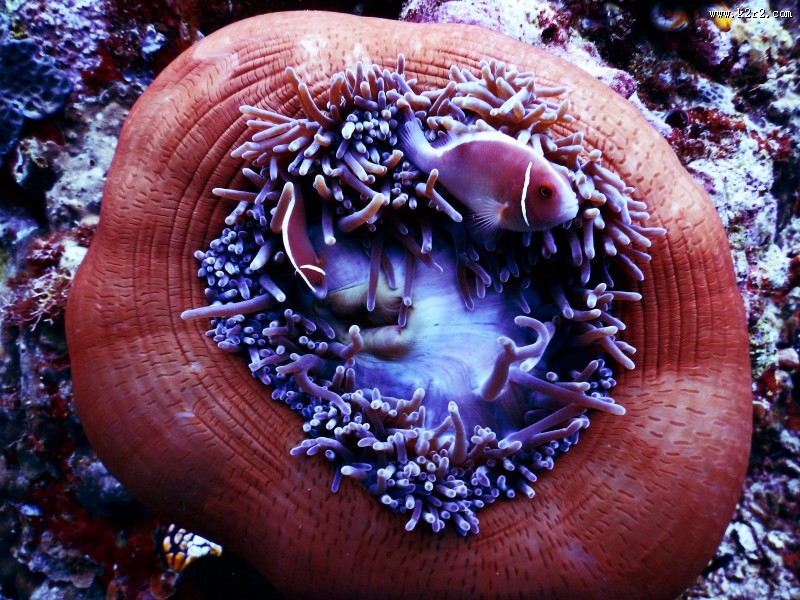 海里的珊瑚图片大全