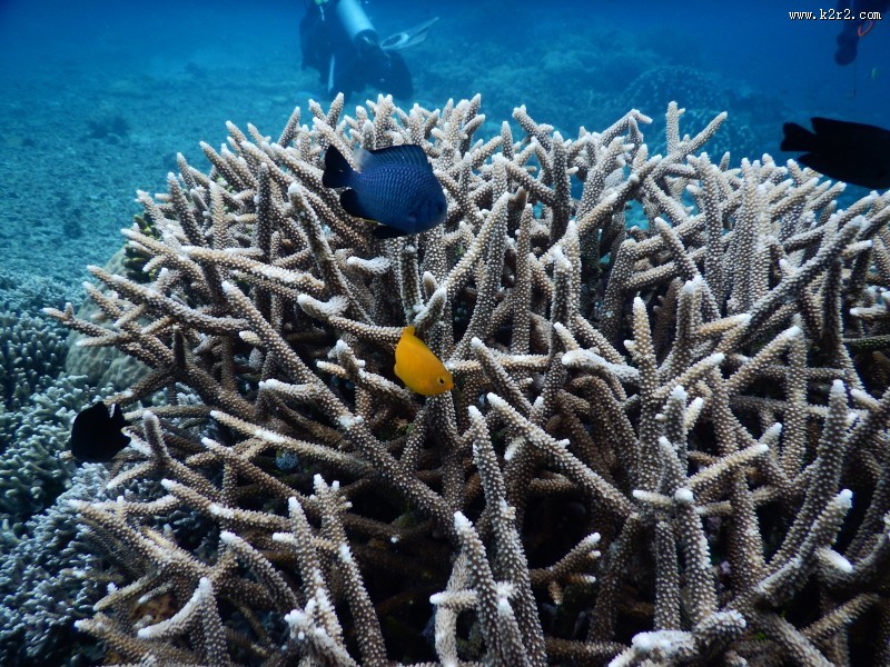 海里的珊瑚图片大全