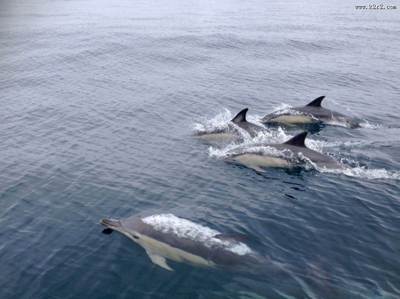 水中的海豚图片