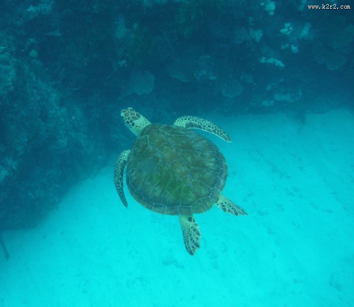 海洋里的海龟图片