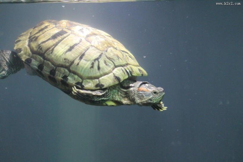 海洋里的海龟图片