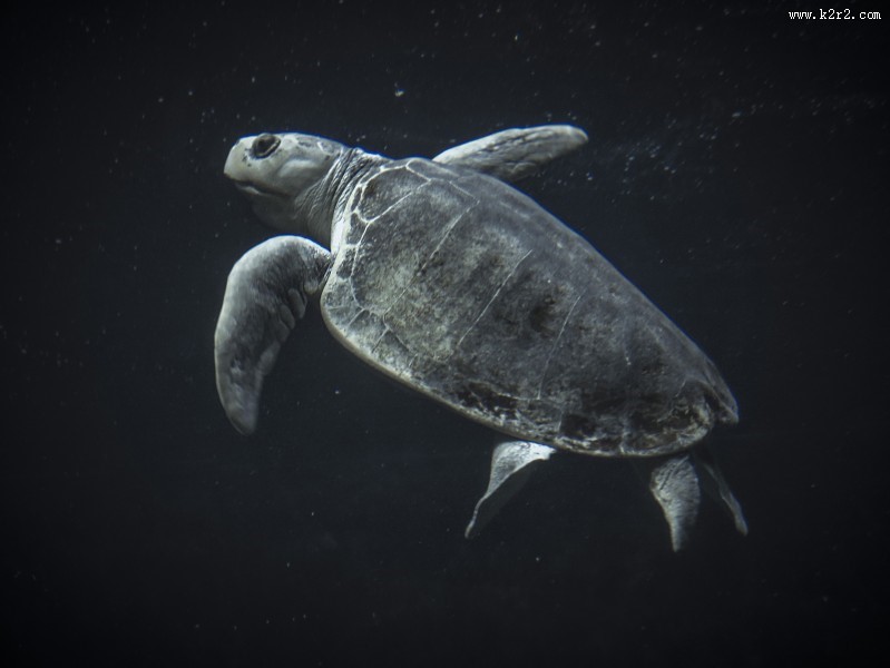 海洋里的海龟图片