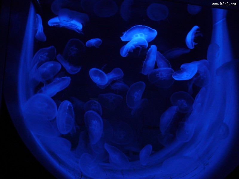 海洋中的水母图片