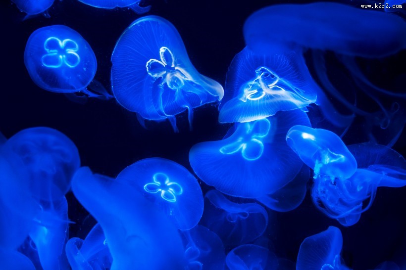 海洋中的水母图片