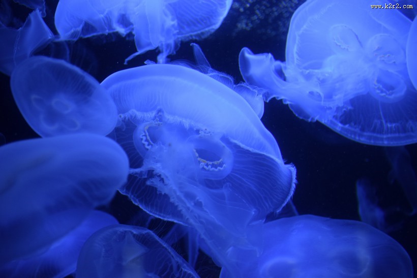 海洋中的水母图片
