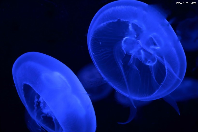 海洋中的水母图片