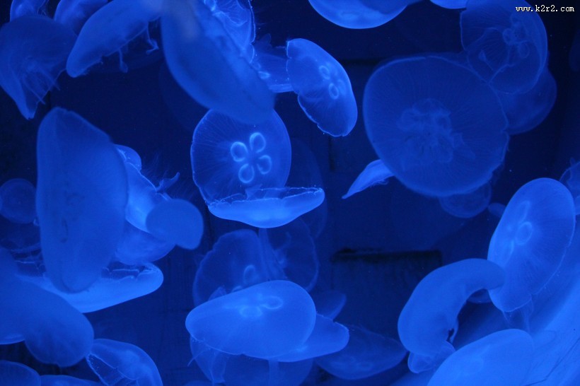 海洋中的水母图片