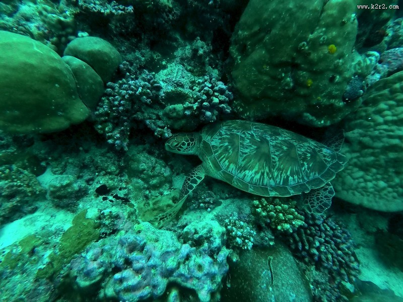 寿命较长的海龟图片大全