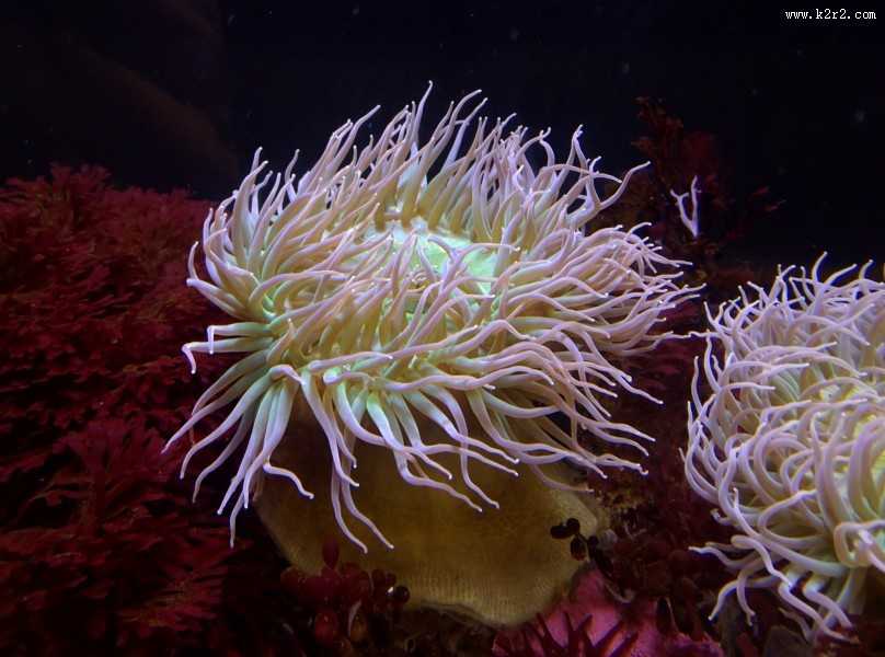 海底珊瑚图片