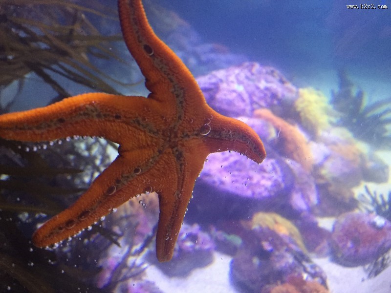 好看的海星图片