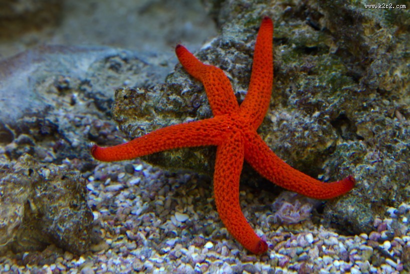 好看的海星图片