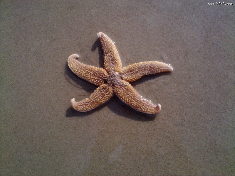 好看的海星图片