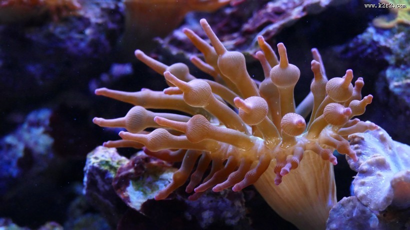 海底珊瑚图片大全