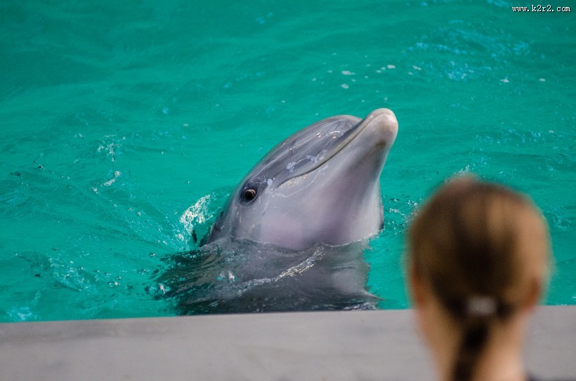 可爱的海豚图片大全