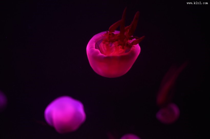 漂亮的发光水母图片