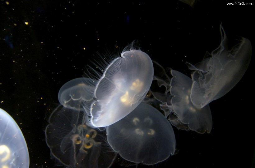 漂亮的发光水母图片
