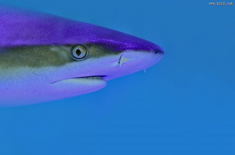 水中的鲨鱼图片