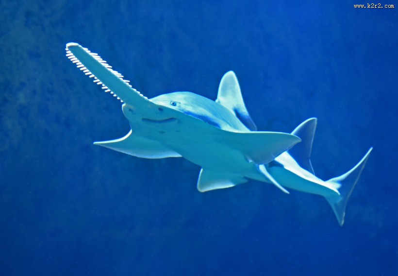 水中的鲨鱼图片
