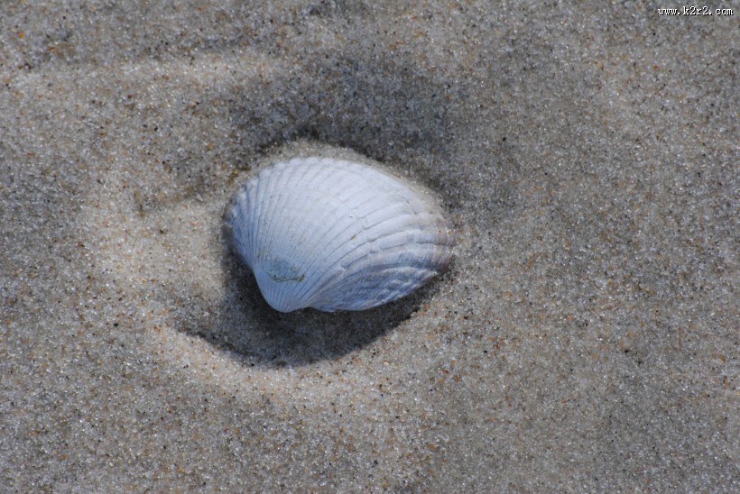 海边的贝壳图片