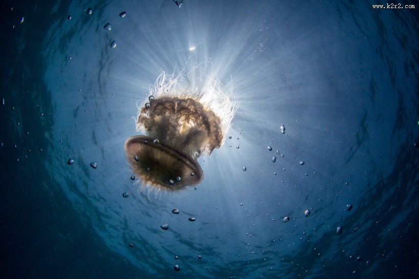 形态各异的水母图片