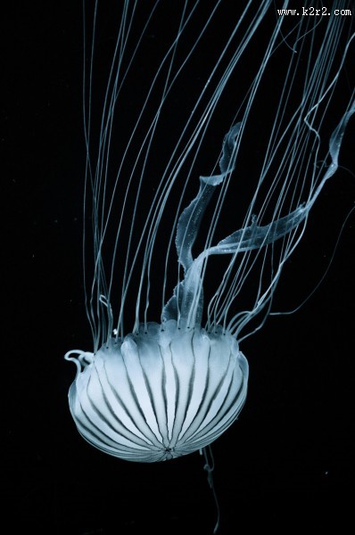 形态各异的水母图片