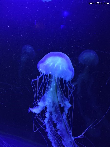 形态各异的水母图片