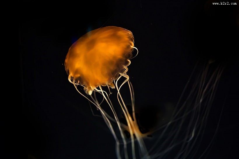 身姿轻盈的水母图片