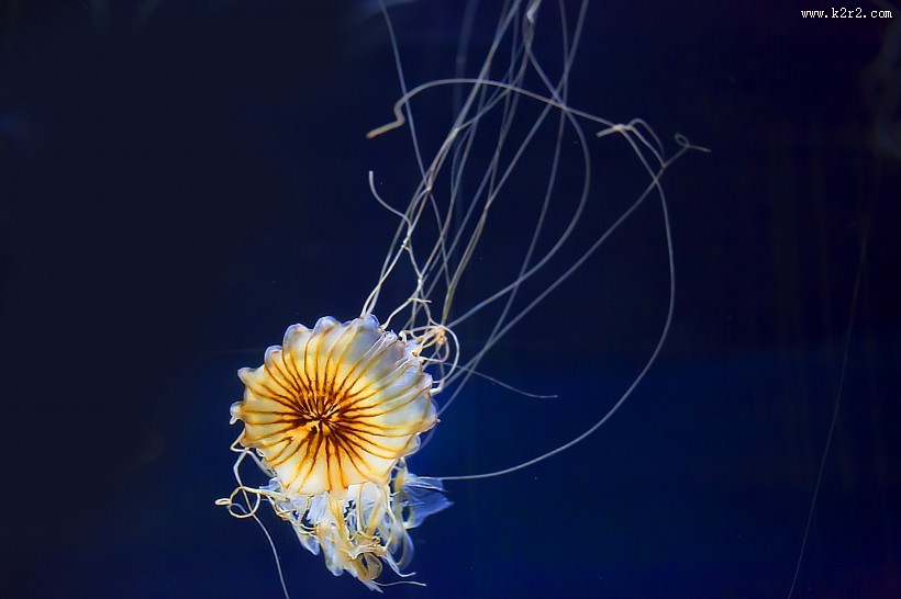 身姿轻盈的水母图片