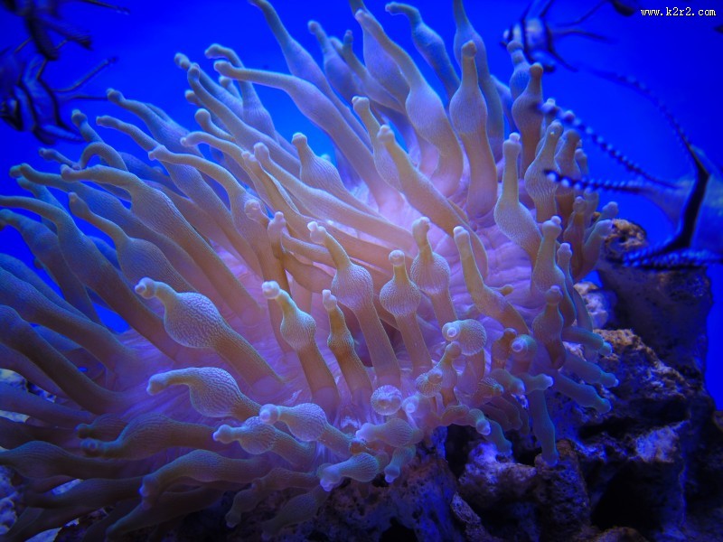 色彩斑斓的海葵图片