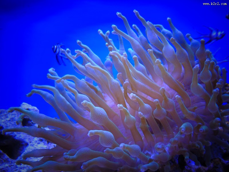 色彩斑斓的海葵图片