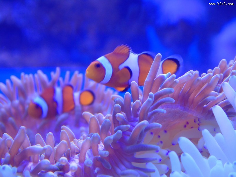 色彩斑斓的海葵图片