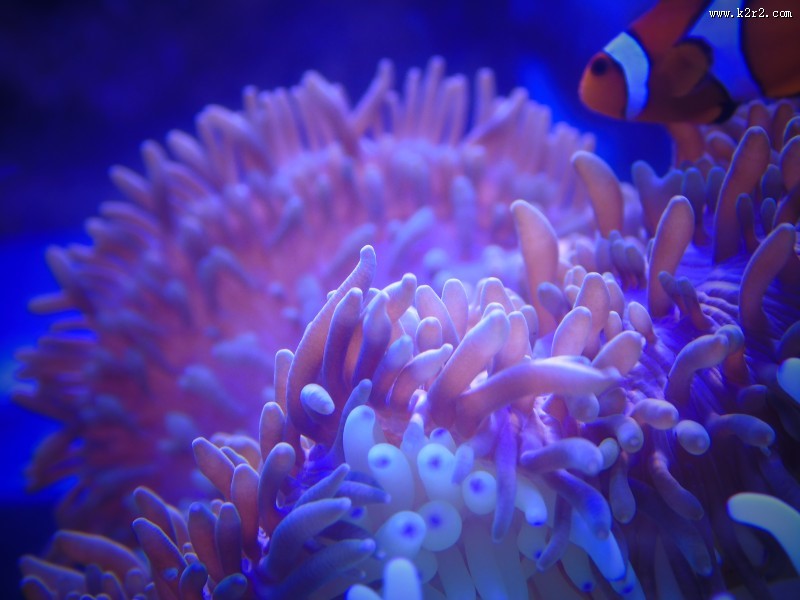 色彩斑斓的海葵图片